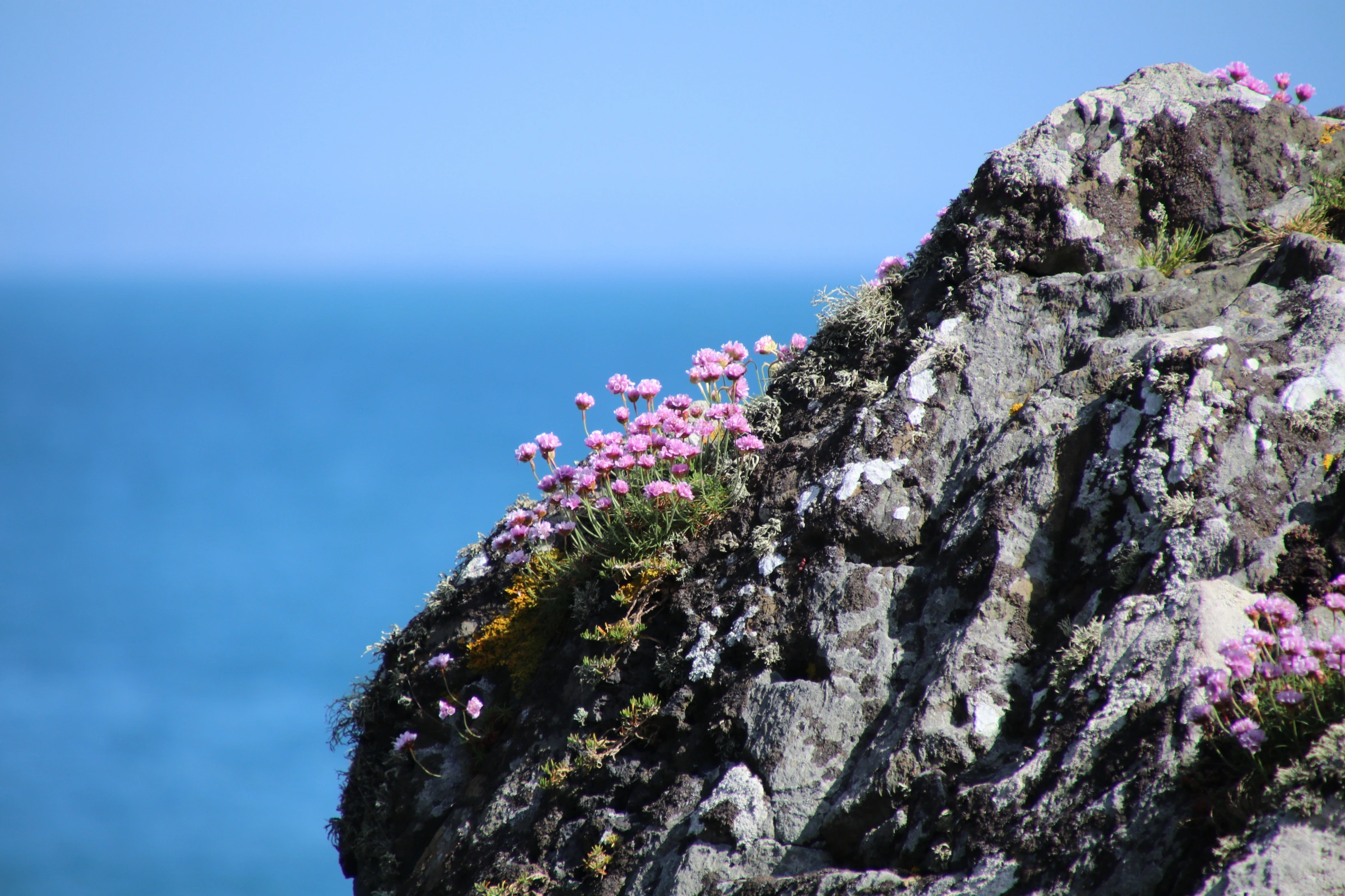Skomer_Island[1].webp